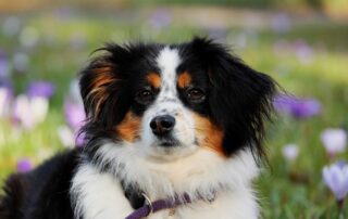 australian shepherd