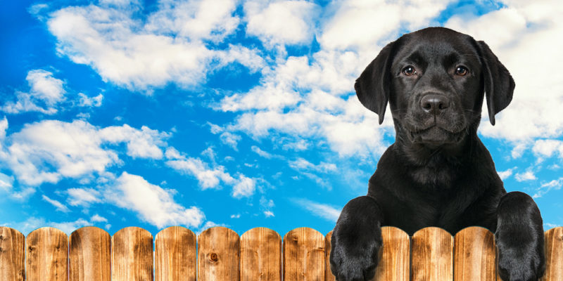 pet fence solutions