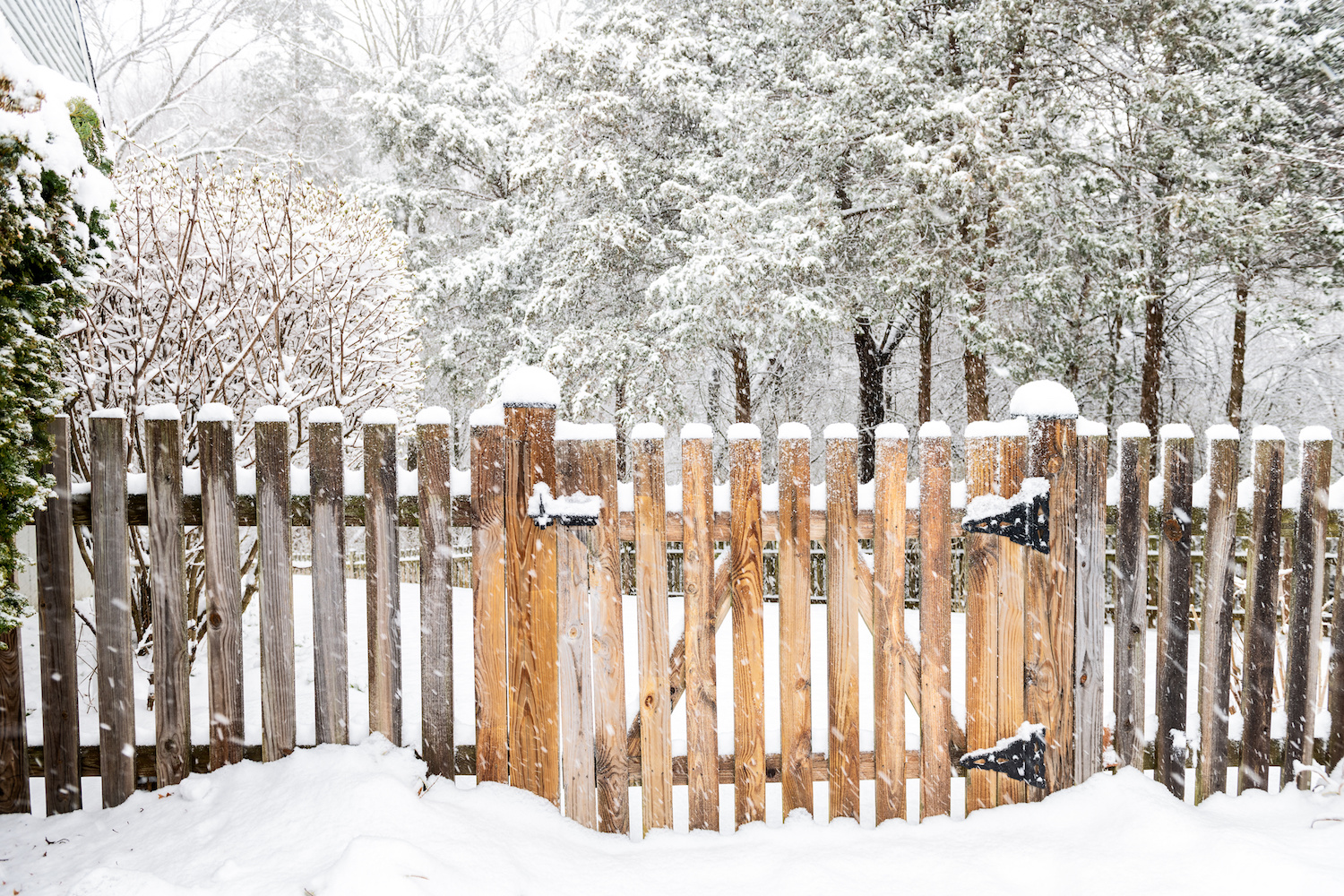 Wooden fence gate with lock, locked latch covered in white snow at heavy snowing snowstorm, storm, falling snowflakes by house, home with forest, bushes in background Wooden fence