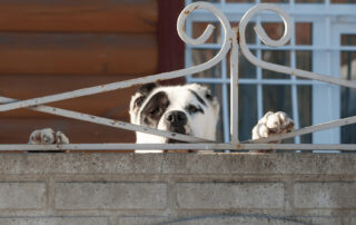 Dog fence