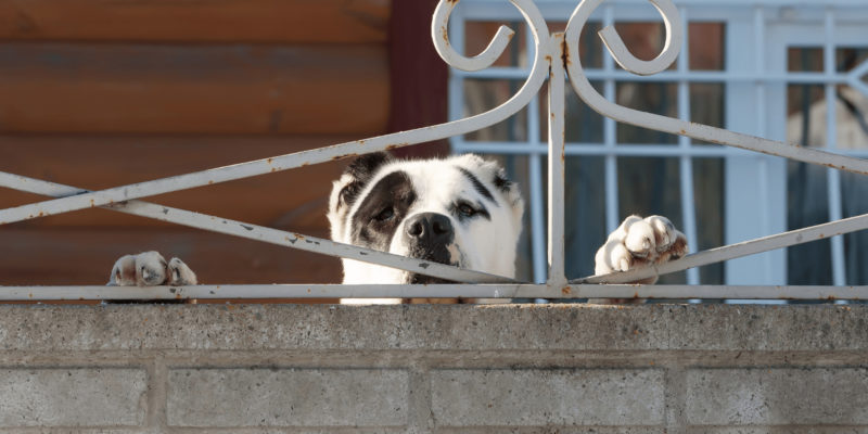 Dog fence
