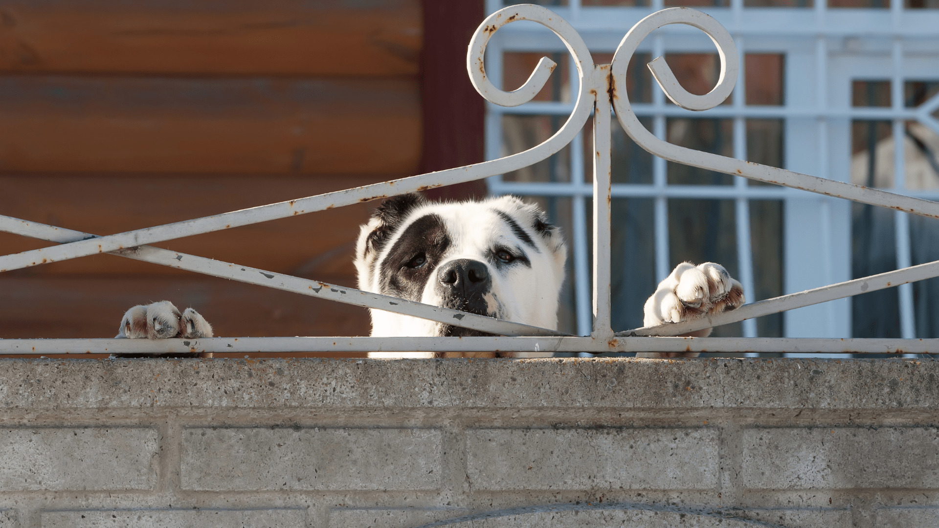 Dog fence